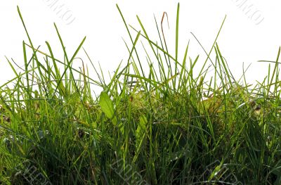 The green grass on a white.