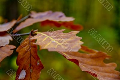 Autumn forest with beauty colors