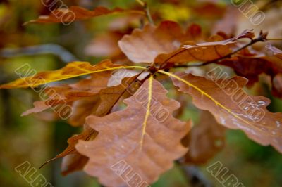 Autumn forest with beauty colors