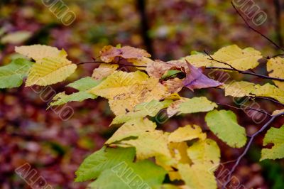 Autumn forest with beauty colors