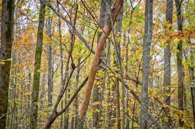 Autumn forest with beauty colors