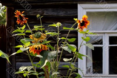 Sunflowers.