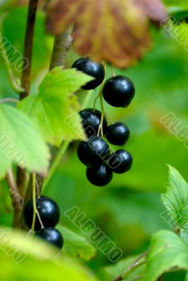 Currant.