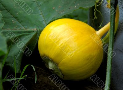 Pumpkin.