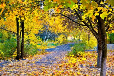 Autumn day in a shady alley