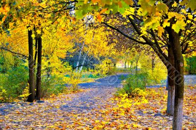 Autumn day in a shady alley