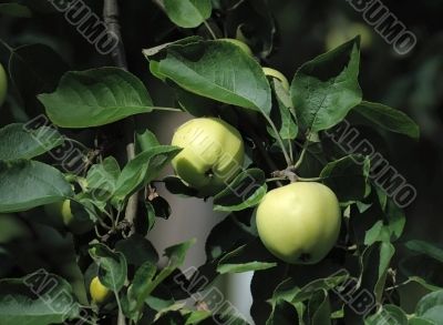 Apples.