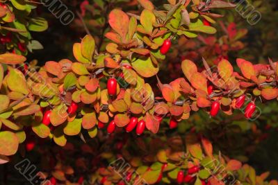Red berries on a branch.
