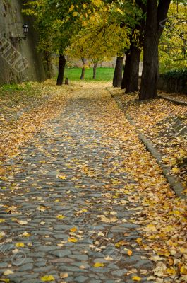 Autumn Walk Road