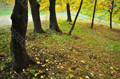 Autumn Colors in Park