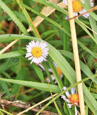White wildflowers