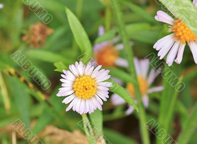 White wildflowers