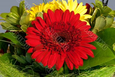 Red flower.