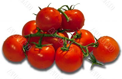 Tomatoes on white.