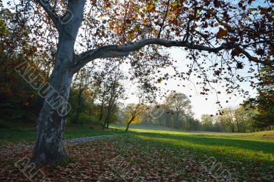 Autumnal Park