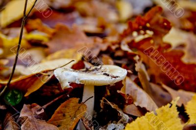 Autumn forest with beauty colors