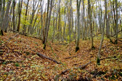 Autumn forest with beauty colors