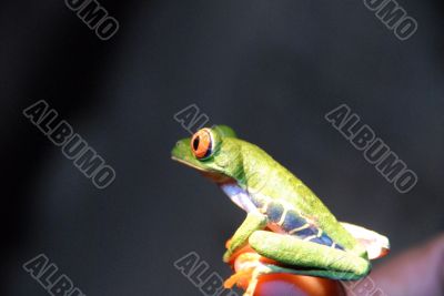 Agalychnis callidryas - Red Eye Frog -