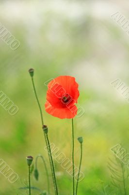 Red pretty poppy