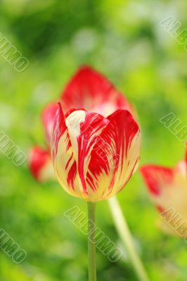 Red and white tulip