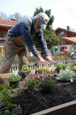 Planting Herbs