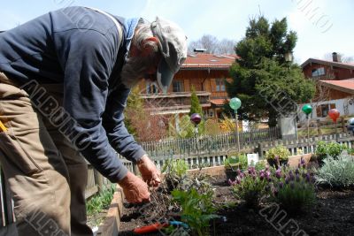 Planting Herbs