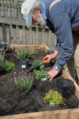 Planting Herbs