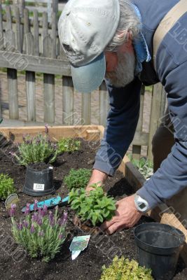 Planting Herbs