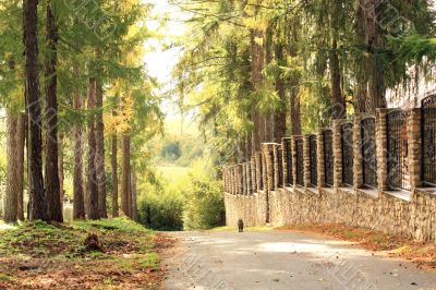 Country road in autumn