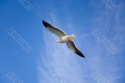 Sea gull