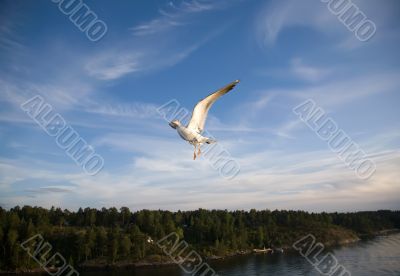 Sea gull
