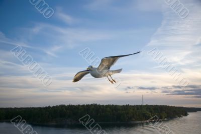 Sea gull