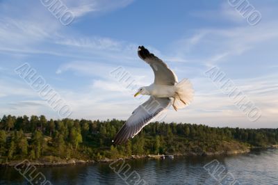 Sea gull