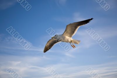 Sea gull
