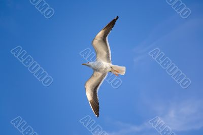 Sea gull