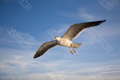 Sea gull