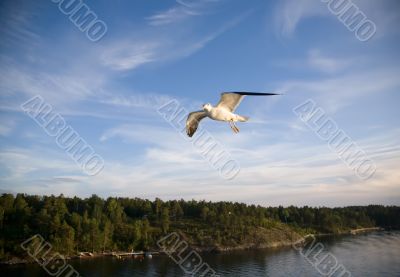 Sea gull