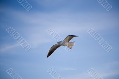 Sea gull