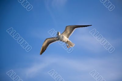 Sea gull