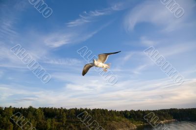 Sea gull