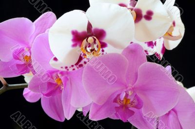 The beautiful orchid