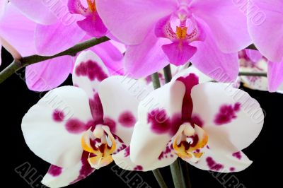 Beautiful orchid
