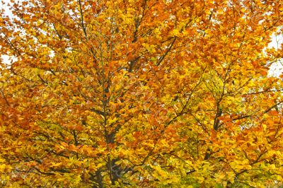 Autumnal tree