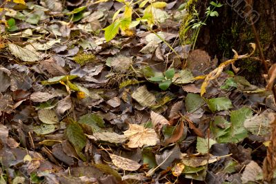 Leaves.