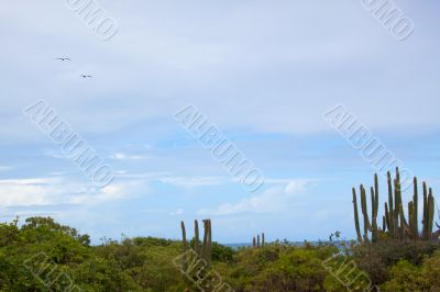 Coast of Barbuda