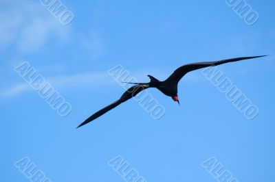 Magnificent Frigatebird (Fregata magnificens) 