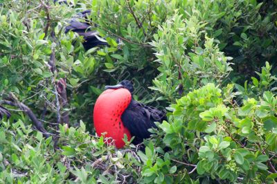 Magnificent Frigatebird (Fregata magnificens) 