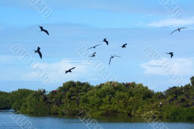 Magnificent Frigatebird (Fregata magnificens) 