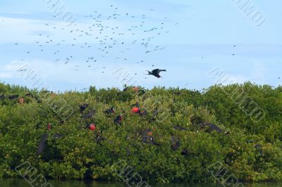 Magnificent Frigatebird (Fregata magnificens) 