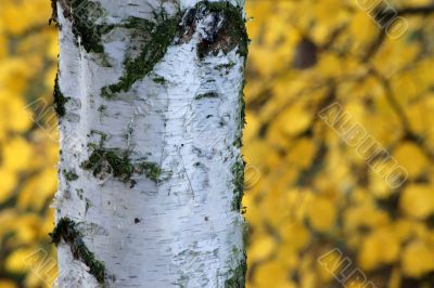 Birch bark